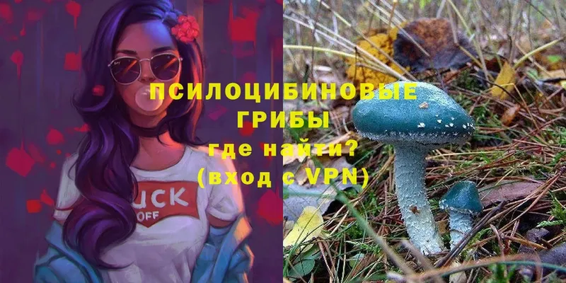 Псилоцибиновые грибы прущие грибы  Тосно 